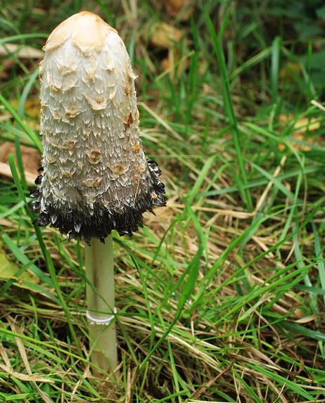 Mushrooms – Bluebird Forest Garden